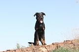 BEAUCERON 145